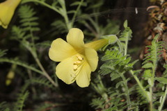Polemonium pauciflorum melindae
