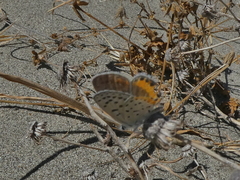 Icaricia acmon