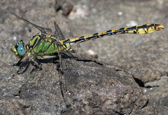 Ophiogomphus morrisoni