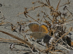 Icaricia acmon