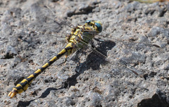 Ophiogomphus morrisoni
