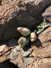 Conophytum bilobum
