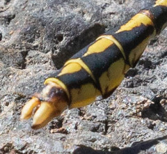 Ophiogomphus morrisoni