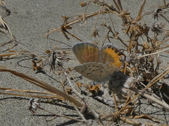 Icaricia acmon