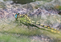 Ophiogomphus morrisoni