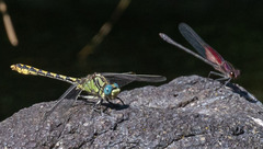 Ophiogomphus morrisoni