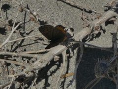 Icaricia acmon