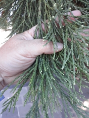 Sequoiadendron giganteum