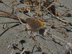 Icaricia acmon