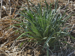Erysimum capitatum angustatum