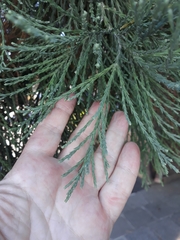 Sequoiadendron giganteum