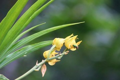 Mormodes maculata unicolor