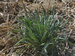 Erysimum capitatum angustatum
