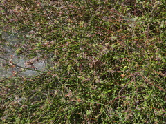 Acmispon glaber