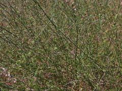 Acmispon glaber