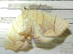 Eulithis