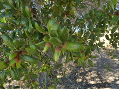 Quercus agrifolia