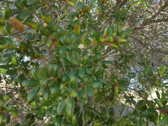 Quercus agrifolia