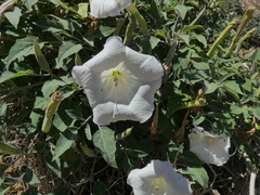 Datura wrightii