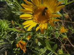 Halictus ligatus