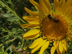 Halictus ligatus
