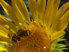 Halictus ligatus