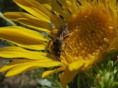 Halictus ligatus
