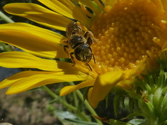 Halictus ligatus