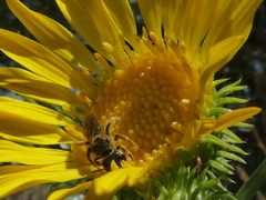 Halictus ligatus