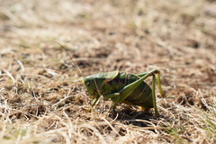 Psorodonotus illyricus