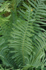 Oreopteris limbosperma