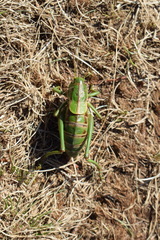 Psorodonotus illyricus