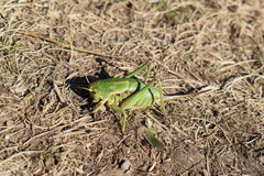 Psorodonotus illyricus