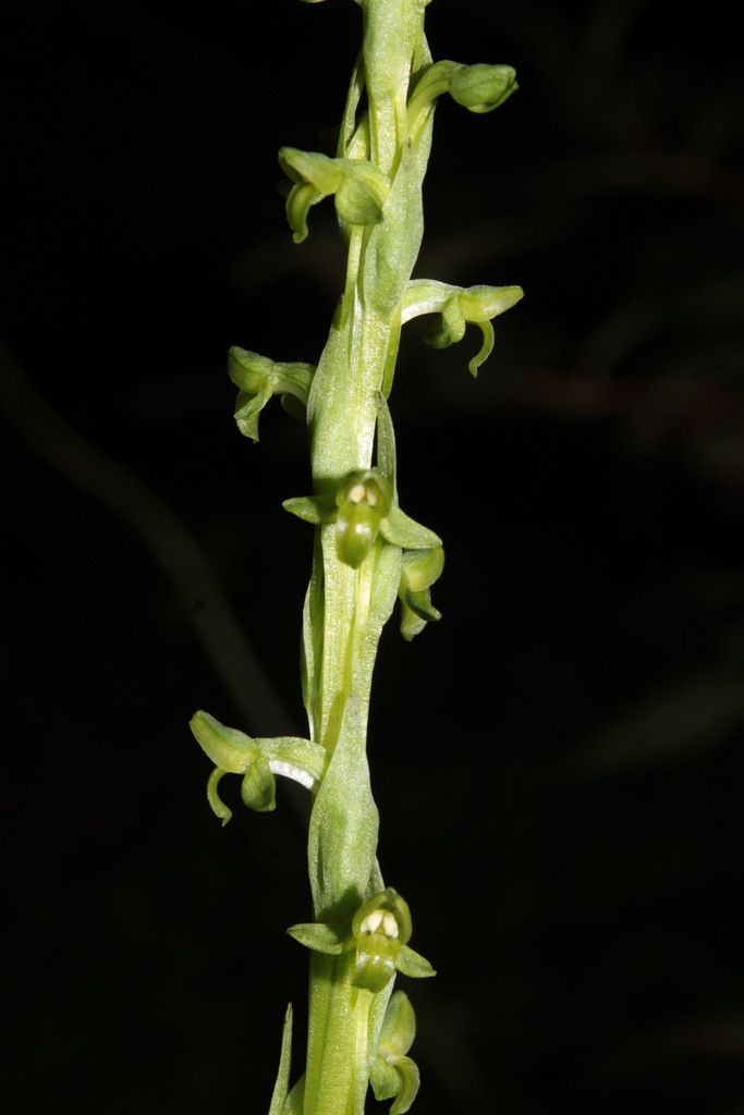 Coenoemersa limosa