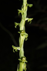 Platanthera limosa