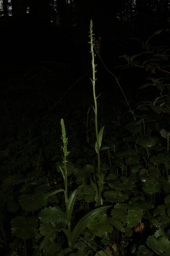 Image of Thurber's Bog Orchid (Platanthera limosa) by (c) Arturo Castro Castro, some rights reserved (CC BY)