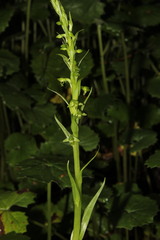 Platanthera limosa