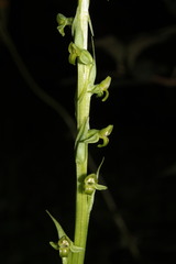 Platanthera limosa