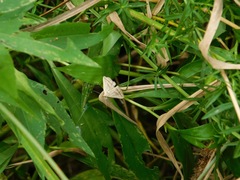 Macrochilo absorptalis