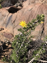Euryops namibensis
