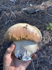 Boletus edulis grandedulis