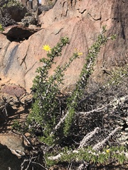 Euryops namibensis