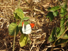 Colotis annae
