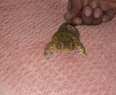 Sclerophrys regularis