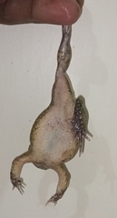 Sclerophrys regularis