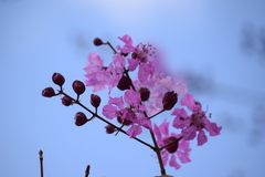 Physocalymma scaberrimum