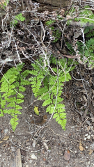 Myriopteris alabamensis