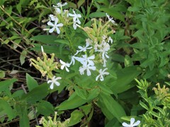 Saponaria