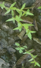 Gratiola brevifolia