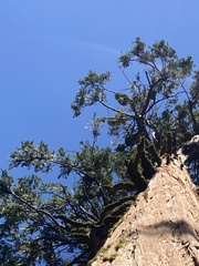 Phoradendron libocedri